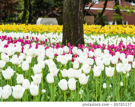 Tulips in Yokohama Park, a symbol of Yokohama City Tulips in Yokohama Park, a symbol of Yokohama City 88785237