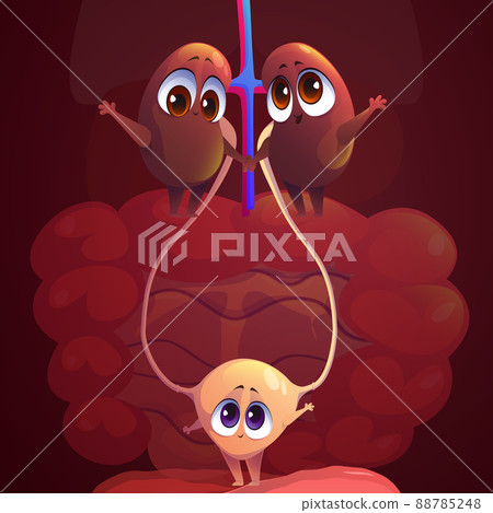 Kidneys and bladder funny cartoon funny characters 88785248