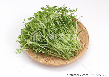 濾鍋上的豌豆芽 88785322
