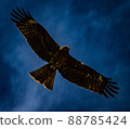 A hawk 88785424