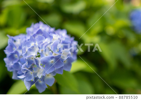 藍色繡球花 88785510