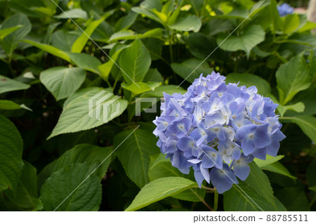 藍色繡球花 88785511