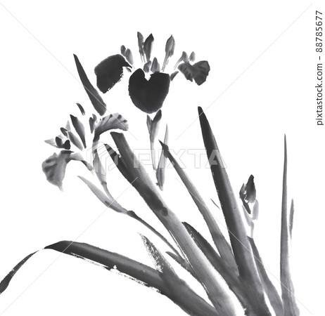 盛開的花朵和花蕾的虹膜水墨插圖 88785677