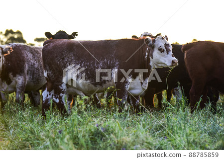 Cows in Countryside, Pampas, Argentina 88785859