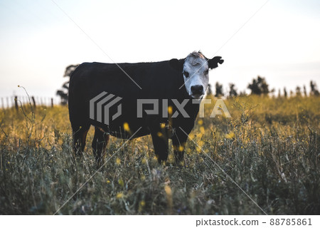Cows in Countryside, Pampas, Argentina 88785861