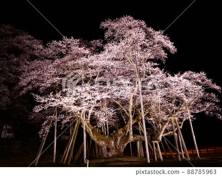 Light ink cherry blossoms in Neodani, Motosu City, Gifu Prefecture 88785963