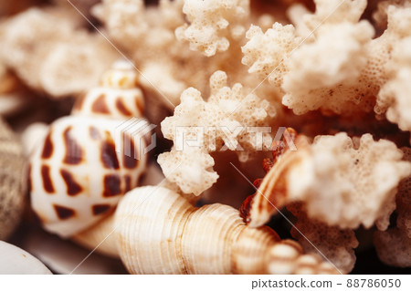 a lot of different empty sea shells, natural background, macro details 88786050