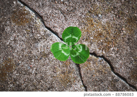 Green clover plant grown in stone - rebirth, revival resilience and renewal concept 88786083