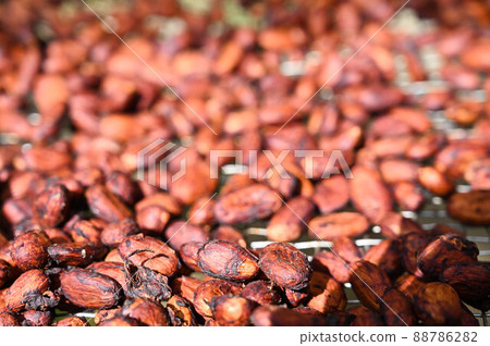 Cocoa beans, cocoa beans 88786282