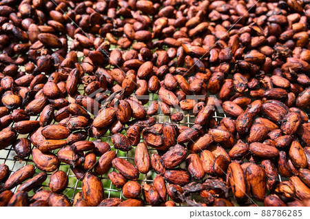 可可豆、可可豆 88786285