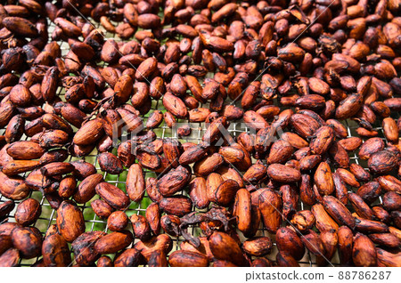 可可豆、可可豆 88786287