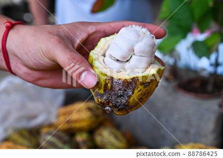 特寫可可裡面的果肉白色的可可豆 88786425