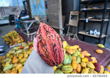 手拿著可可 88786468