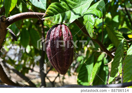 Close-up cocoa fruit on tree 88786514