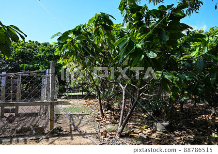 Cocoa Tree Orchard 88786515