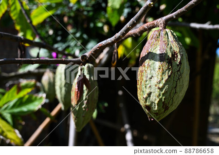 特寫樹上的可可果實 88786658