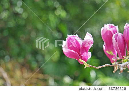 紫紅色玉蘭花(春、三月) 紫紅色玉蘭花(春、三月) 88786826