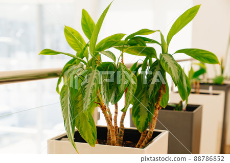 indoor plants in the interior of an office 88786852