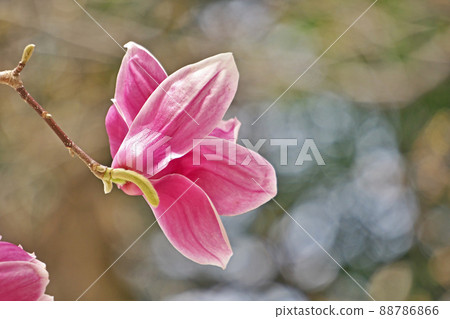 Purple-red magnolia flowers (spring, March) Purple-red magnolia flowers (spring, March) 88786866