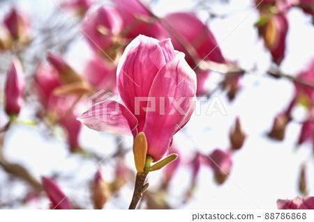 紫紅色玉蘭花（春、三月） 88786868