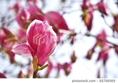 Purple-red magnolia flowers (spring, March) 88786869