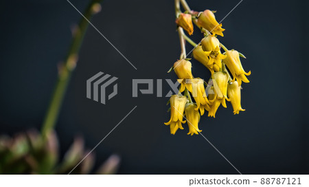 Beautiful yellow echeveria sagitta succulent flowers with black background. Close up of cactus flower. Field of depth and blur is done intentionally 88787121