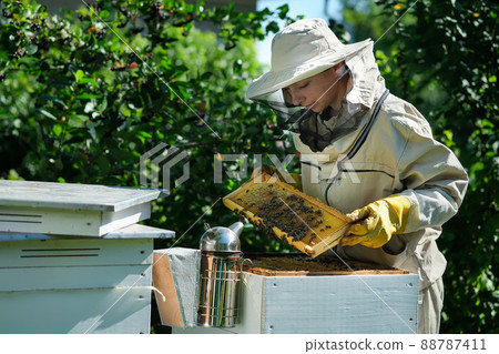 Young female beekeeper hold wooden frame with honeycomb. Collect honey. Beekeeper on apiary. Beekeeping concept. Young female beekeeper hold wooden frame with honeycomb. Collect honey. Beekeeper on apiary. Beekeeping concept. 88787411