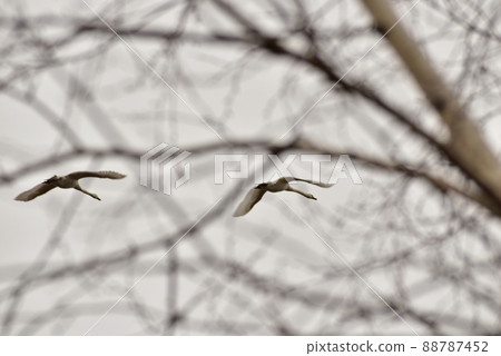 Two white swans are flying over the trees. Two white swans are flying over the trees. 88787452