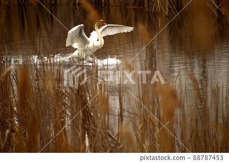 The white swan flared its wings. The white swan flared its wings. 88787453