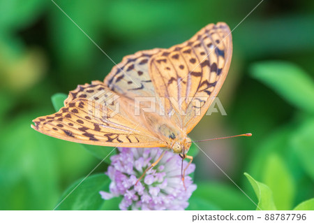 The dark green fritillary butterfly collects nectar on flower. Speyeria aglaja is a species of butterfly in the family Nymphalidae. The dark green fritillary butterfly collects nectar on flower. Speyeria aglaja is a species of butterfly in the family Nymphalidae. 88787796