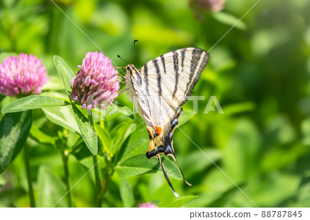 Beautiful Butterfly Scarce Swallowtail, Sail Swallowtail, Pear-tree Swallowtail, Podalirius. Latin name Iphiclides podaliriu. Butterfly collects nectar on flower. 88787845