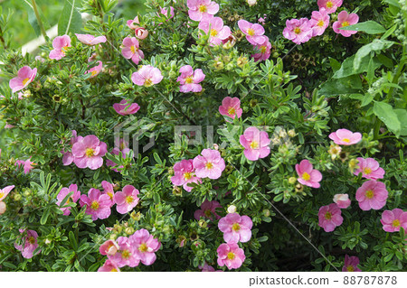 Potentilla fruticosa in year garden on background green sheet Potentilla fruticosa in year garden on background green sheet 88787878
