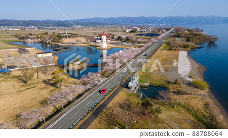Fusha Kaido, Lake Biwa and rows of cherry blossom trees in Shinasahi-cho, Takashima City, Shiga Prefecture 88788064