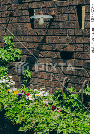Daisy, pansies, gardening Daisy, pansies, gardening 88788220
