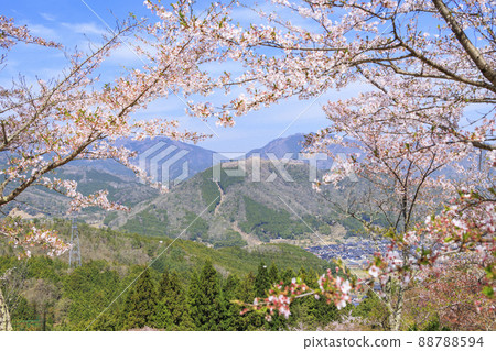 Takeda Castle Ruins seen from Tachiunkyo in full bloom Takeda Castle Ruins seen from Tachiunkyo in full bloom 88788594
