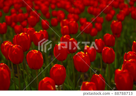 colorful tulips field colorful tulips field 88788713