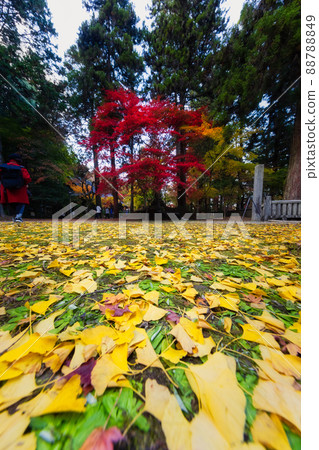 Imakoyasan, Ryukaji Temple Autumn Leaves (Sera Town, Sera District, Hiroshima Prefecture) Imakoyasan, Ryukaji Temple Autumn Leaves (Sera Town, Sera District, Hiroshima Prefecture) 88788849