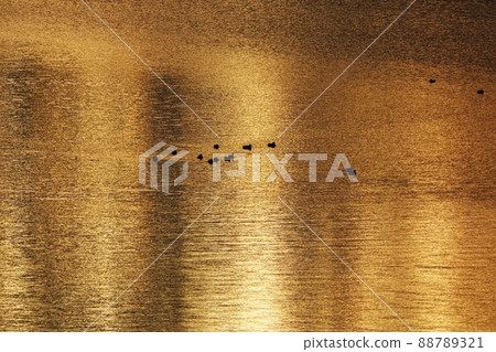 Early winter river surface and waterfowl, telephoto, 211114am where the sunrise is reflected 88789321