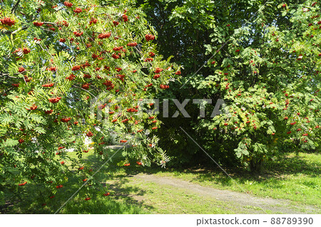 Berries of rowanberry on tree in garden Berries of rowanberry on tree in garden 88789390