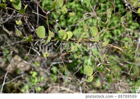 Smilax china china Smilax china china 88789589
