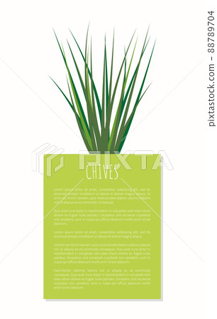Chives Aroma Spices Plant Vector Illustration Chives Aroma Spices Plant Vector Illustration 88789704