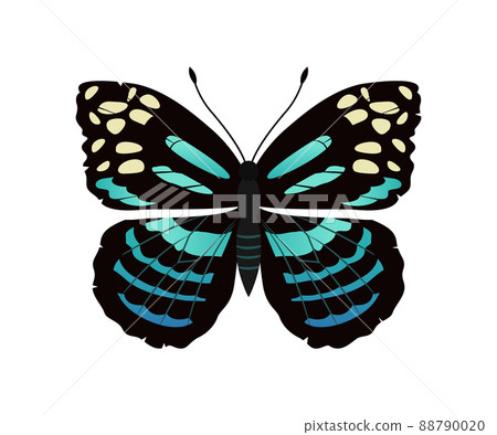 Parantica Melaneus Butterfly Vector Illustration 88790020
