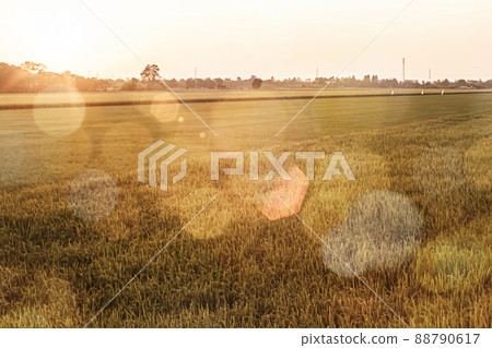 Abstract Bokeh Background Of golden Rice in Paddy Field Abstract Bokeh Background Of golden Rice in Paddy Field 88790617