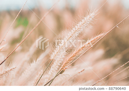 Wild Grass Flowers Field blow in the wind on landscape with vintage tone. Wild Grass Flowers Field blow in the wind on landscape with vintage tone. 88790640