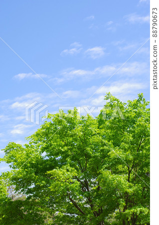 Refreshing scenery [fresh green and blue sky] 88790673