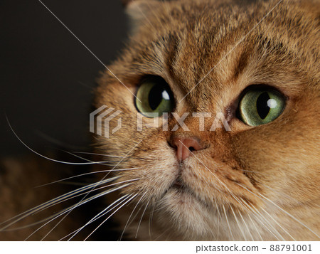 Portrait of scottish fold cat with green eyes close - up on a grey background 88791001