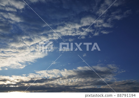 Refreshing morning sky in early winter・Birds flying in formation and clouds illuminated by the morning sun・211114am Refreshing morning sky in early winter・Birds flying in formation and clouds illuminated by the morning sun・211114am 88791194