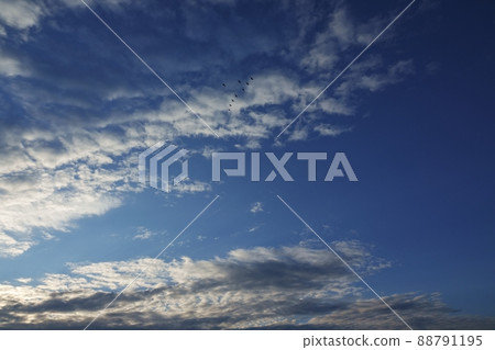 Refreshing morning sky in early winter・Birds flying in formation and clouds illuminated by the morning sun・211114am 88791195