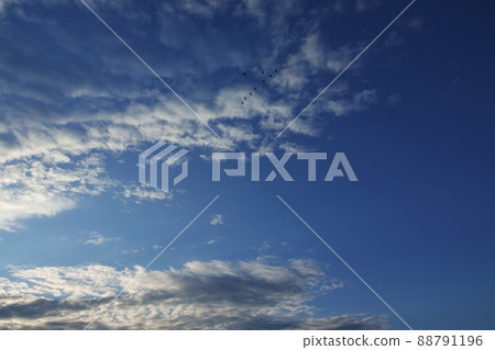 Refreshing morning sky in early winter・Birds flying in formation and clouds illuminated by the morning sun・211114am 88791196