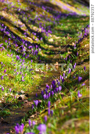 beautiful nature background in spring. crocus flowers on a hump of forest glade; crocus, background beautiful nature background in spring. crocus flowers on a hump of forest glade; crocus, background 88792357